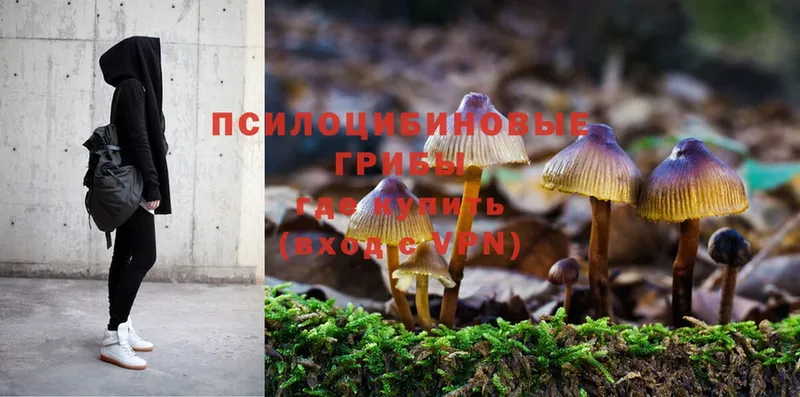 Псилоцибиновые грибы Psilocybe Можга